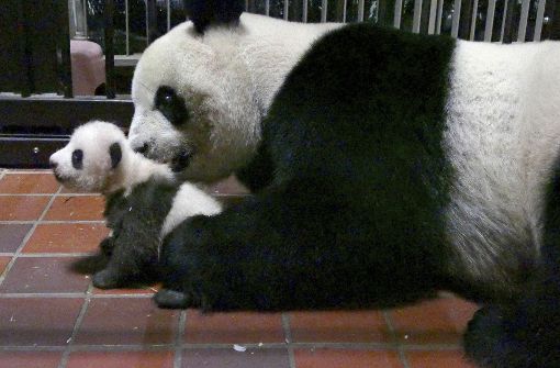 Der kleine Panda in Tokio ist nun zwei Monate alt – und weiterhin namenlos. Foto: AP/Tokyo Zoological Park Society