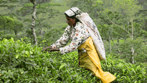 Teepflückerinnen kann man in Sri Lanka häufig beobachten. Die Frauen wickeln sich Plastikplanen um die Hüften, um sich vor den harten Zweigen zu schützen.  Foto: Garbor von Bickensohl