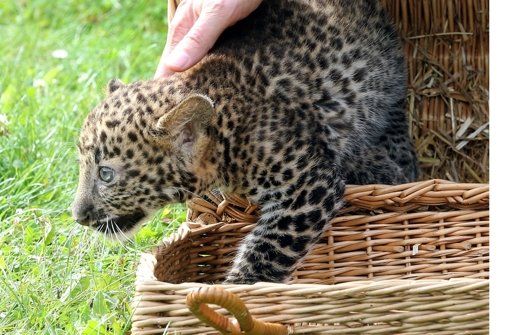 Der kleine Java-Leopard Pelangi ist am Freitag im Berliner Tierpark offiziell vorgestellt worden.  Foto: dpa