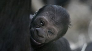 Gorilla-Baby an Weihnachten geboren