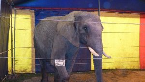Ein Elefant aus einem Zirkus hat in Buchen einen Mann angegriffen und tödlich verletzt. Die Aufnahem zeigt das Zirkustier im Jahr 2011 in Winnenden. Foto: Peta