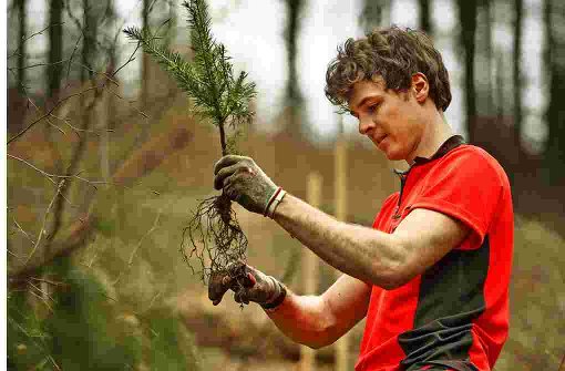Ein Forstwirt-Azubi  zeigt, wie  man Douglasien pflanzt. Foto: Gottfried Stoppel