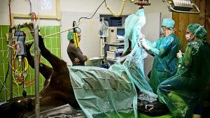 Während der Operation liegen die Pferde meistens auf dem Rücken. Foto: Max Kovalenko