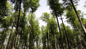 Im Gegensatz zu normalen Wäldern dürfen Bannwälder nicht bewirtschaftet werden Foto: dpa