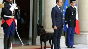 Neuer Bewohner im Élysée-Palast: Emmanuel Macron, adoptierte einen Hund aus einem Tierheim und taufte ihn auf den Namen „Nemo“. Foto: AFP