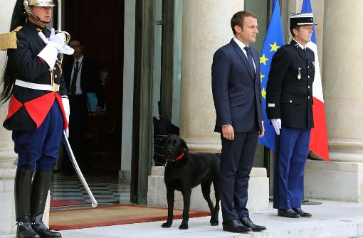 Neuer Bewohner im Élysée-Palast: Emmanuel Macron, adoptierte einen Hund aus einem Tierheim und taufte ihn auf den Namen „Nemo“. Foto: AFP