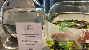 In einem Hotel in Belgien können Goldfische hinzugebucht werden. Foto: Charleroi Airport Hotel