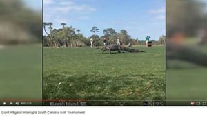 Gemächlich wandert der riesige Alligator über einen Golf-Platz in South Carolina. Foto: Youtube/Storyful News