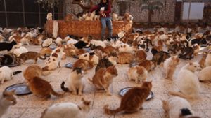 Im House of Cats tummeln sich so viele Katzen, dass man sie kaum zählen kann. Foto: dpa/Anas Al-Kharboutli