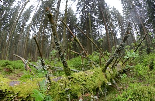 Im Nationalpark Nordschwarzwald bleibt der Wald sich selbst überlassen. Foto: dpa