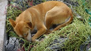 Der Hund ist noch während der Bergung gestorben (Symbolbild). Foto: imago images/G. Thielmann