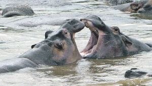 Sesshafte Kolosse: Rund 60 Kilogramm Gras und Wasserpflanzen frisst ein Fluspferd pro Tag – die tonnenschweren Hippos leben immer in der selben Wasserstelle, es sei denn sie trocknet eines Tages aus. Foto: Steffen Rometsch