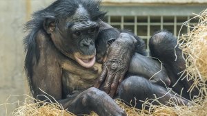 Fest drückt Bonobo Huenda ihr Erstgeborenes an sich. Foto: Hermann Vollmer/Wilhelma