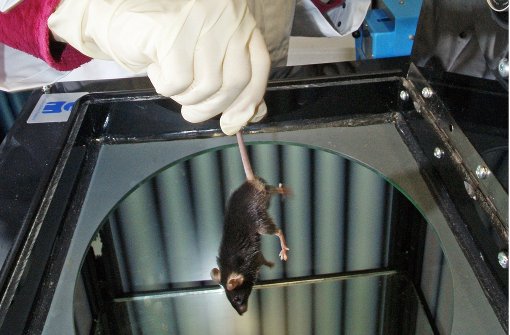 Viele Tierversuche werden mit Mäusen durchgeführt. Foto: dpa