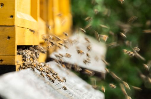 Bienen fliegen zu Bienenstöcken an einem Waldrand. Rottweil. Foto: Imago/Silas Stein