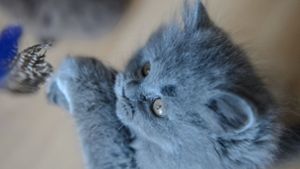 Kaum zu glauben: Diese niedliche Katze ist – wie ihre Artgenossen – mit Umweltgiften verseucht. Schwedische Forscher haben jetzt die Giftquelle ausfindig gemacht: Es sind gefährliche Schadstoffe wie PCB und PBDE, welche die Tiere über Hausstaub und Futter aufnehmen. Foto: dpa