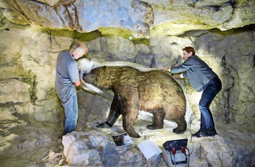 Der Höhlenbär ist Exponat der Eiszeit-Ausstellung Foto: Lichtgut/Horst Rudel