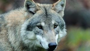 Der Wolf kehrt auch nach Baden-Württemberg zurück. Doch wie geht man mit dem Raubtier um? Das ist ein schwere Frage. Foto: WWF