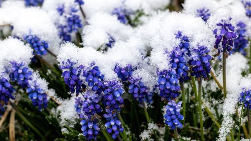 So können die Eisheiligen zuschlagen: Frühjahrsblüher im Frost. Foto: Imago/Beautiful Sports