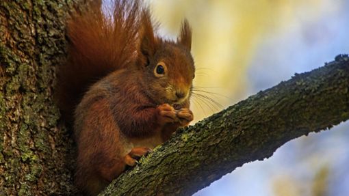 Das Eichhörnchen zeigte sich „unkooperativ“ (Symbolbild). Foto: IMAGO/Heinz Michael Voß