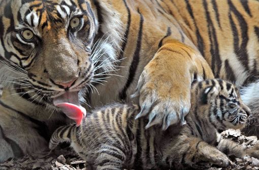 Drei Sumatra-Tiger sind in Indonesien in einer Falle gestorben. (Symbolbild) Foto: dpa/Boris Roessler