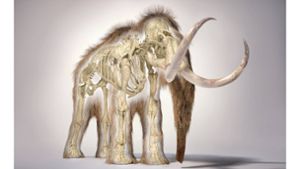 3D-Illustration eines Wollhaarmammuts mit Teilen des Fells und Skeletts. Foto: Imago/Science Photo Library