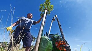 Bernhard Binder von der Freiberger Stadtgärtnerei bringt einen Wassersack an einem jungen Baum an. Foto: Werner Kuhnle