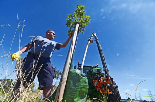 Bernhard Binder von der Freiberger Stadtgärtnerei bringt einen Wassersack an einem jungen Baum an. Foto: Werner Kuhnle