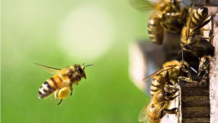 Wie gut wirken Produkte aus dem Bienenstock?