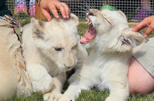 Die beiden Löwengeschwister Shaira und Jasiri gehören zur seltenen Unterart der weißen Löwen. Foto: dpa