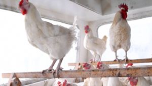 Kinder sollen Hühner brutal gequält, sie geschlagen und ihnen Federn rausgerissen haben. (Symbolbild) Foto: IMAGO/ULMER Pressebildagentur/IMAGO/ULMER