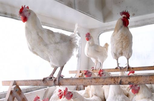 Kinder sollen Hühner brutal gequält, sie geschlagen und ihnen Federn rausgerissen haben. (Symbolbild) Foto: IMAGO/ULMER Pressebildagentur/IMAGO/ULMER
