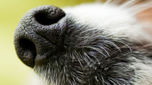 Hund frisst doch keine Rasierklingen – Gegenstände neu identifiziert