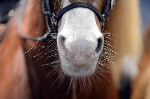 Wer sich für Pferde interessiert, sollte die Nase mal ins Programm des Bietigheimer Pferdemarkts stecken. Foto: dpa