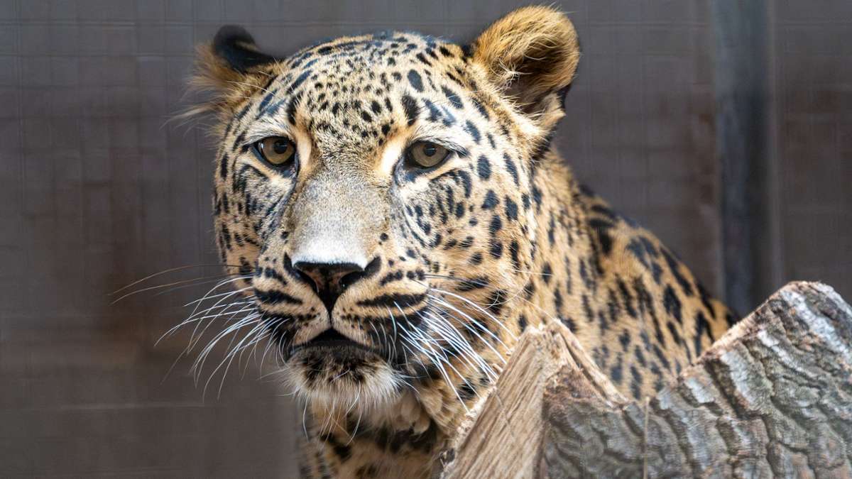 Neuzugang in der  Wilhelma: Altersruhesitz für Leopardenkater