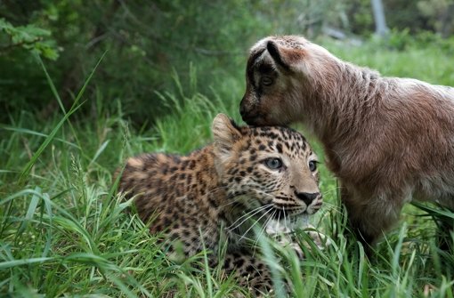 Eine ungleiche Freundschaft: Ein Leopard und eine Bergziege sind in einem russischen Zoo einfach unzertrennlich. Foto: Safaripark Gelendschik