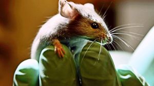 Mit Mäusen und Ratten unternehmen Wissenschaftler häufig Tierversuche. Foto: AP