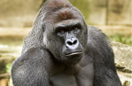 Gorilla Harambe lebte im Zoo in Cincinnati. Foto: Cincinnati Zoo and Botanical Garden