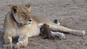 Löwin säugt Leoparden-Junges