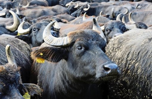 Beliebtes Ausflugziel: Die Büffel auf der Schwäbischen Alb Foto: ww