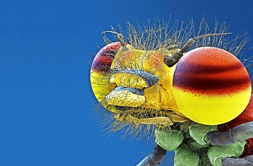 Ganz nah ran: die Adonisjungfer, eine Kleinlibelle, sieht vergrößert ziemlich haarig aus. Foto: eye of science