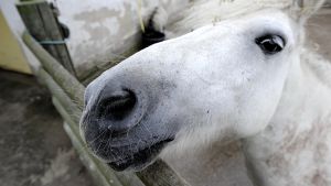 Durch falsches Futter können Ponys Verdauungsprobleme bekommen. Foto: ddp