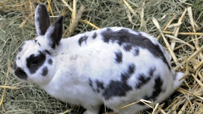 Züchter zeigen Kaninchen und Co.