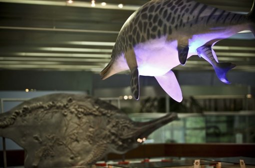 Ein tragisches Exponat, aber auch ein sehr lehrreiches: Die Totgeburt des Ichtyosaurus dokumentiert auch Lebendgeburten. Foto: Peter Petsch