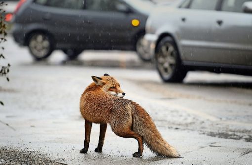 Der Fuchs ist ein Hauptüberträger des Staupe-Virus, und er ist immer häufiger in der Nähe von Wohngebieten zu sehen. Foto: dpa