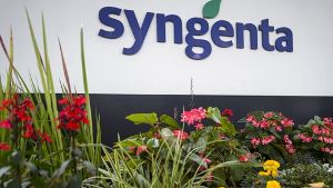 Monsanto will den Schweizer Saatguthersteller Syngenta kaufen. Dagegen formiert sich auch in den USA Widerstand. Foto: AFP