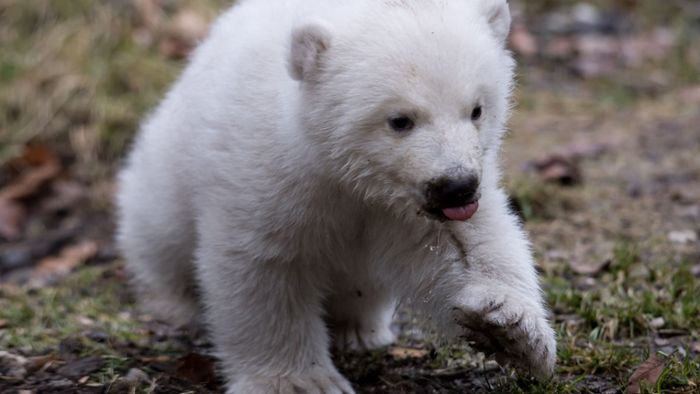 Eisbärenbaby traut sich erstmals nach draußen