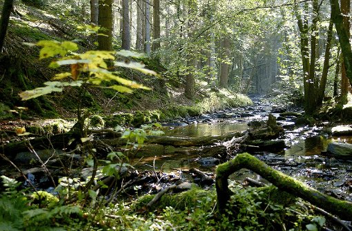 Rauschende Bäche, tiefgrüner Wald: Auf dem Wildnis-Trail im Nationalpark Eifel ist die Natur noch wirklich naturbelassen. Foto: Fitzthum