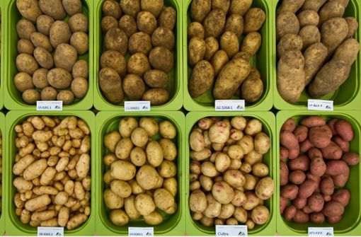 In Deutschland gibt es dieses Jahr weniger Kartoffeln. Foto: dpa