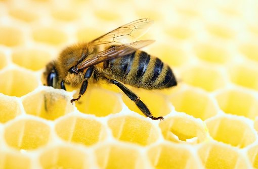 Bienen gelten als wichtige Nutztiere für die Honigproduktion und das Bestäuben von Pflanzen – doch wie viele müssen Anwohner in der Nachbarschaft dulden? Foto: dpa